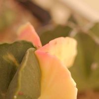 多肉植物,観葉植物,塊根植物,サボテン科,花のある暮らしの画像