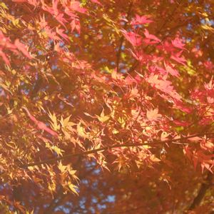 多肉植物,観葉植物,塊根植物,サボテン科,花のある暮らしの画像