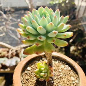 ブルーエルフ,ブルーエルフ,多肉植物,子株,鉢植えの画像