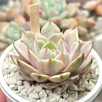 斑入り,成長記録 ベンバディス錦,エケベリア ベンバディス錦,神奈川タニラー,エケベリア大好きの画像