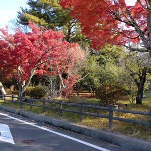寄せ植え,多肉の寄せ植え,多肉大好き,可愛い多肉ちゃん❤︎,多肉中毒の画像