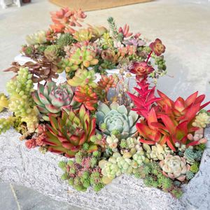 火祭り,桃太郎,多肉植物,多肉寄せ植え,新潟タニラーの画像
