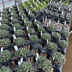 セダム,多肉寄せ植え,多肉多肉多肉の画像