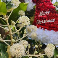 ヤツデ,おすすめのお花,2023年Xmasシーズン,小さな庭の画像