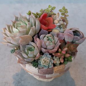 多肉植物,多肉寄せ植え,リメ鉢,癒し,お気に入り♡の画像