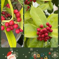 セイヨウヒイラギ,セイヨウヒイラギ,クリスマスホーリー,クリスマスホーリー,クリスマスの画像