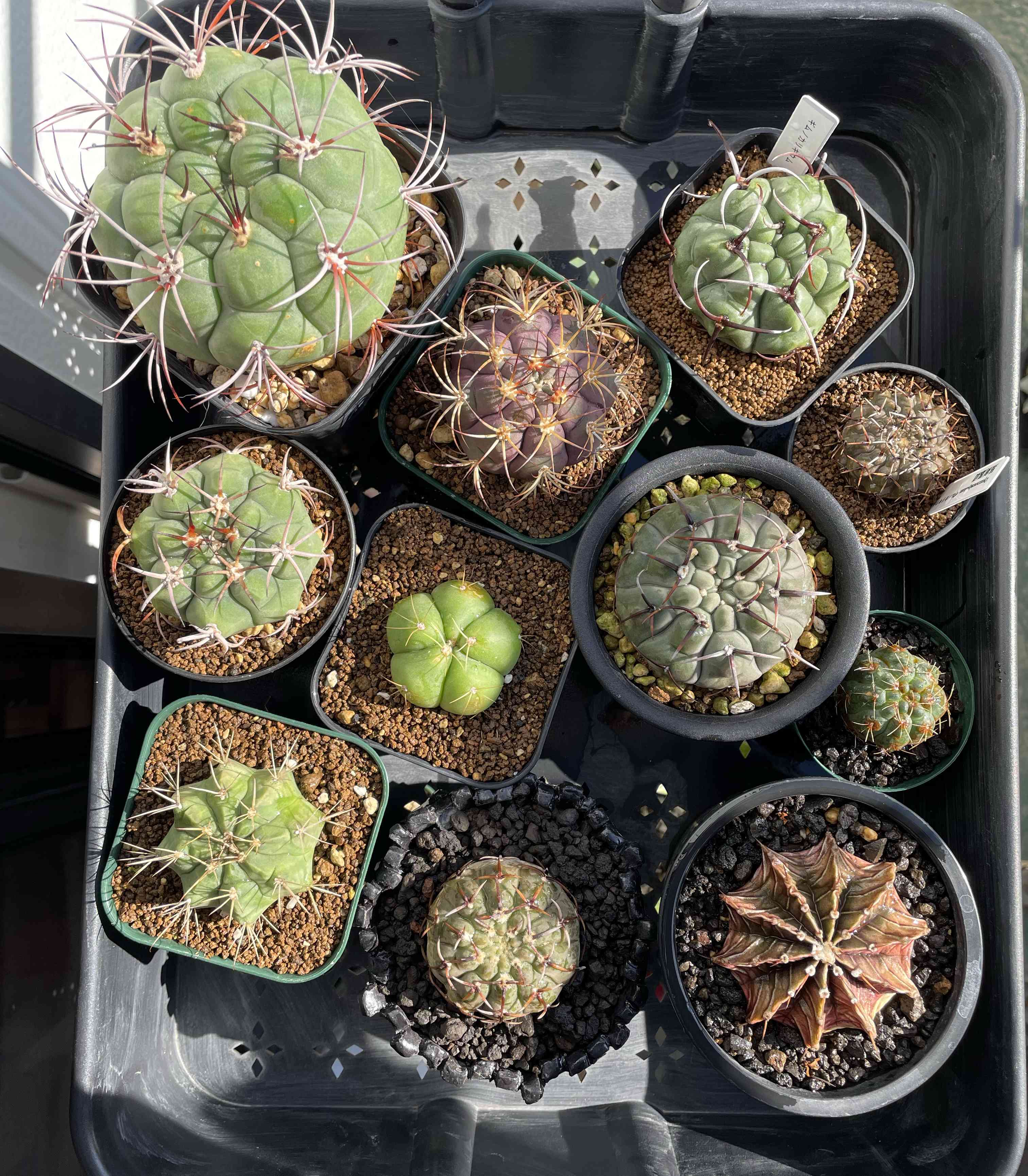 紅蛇丸の一覧｜🍀GreenSnap（グリーンスナップ）