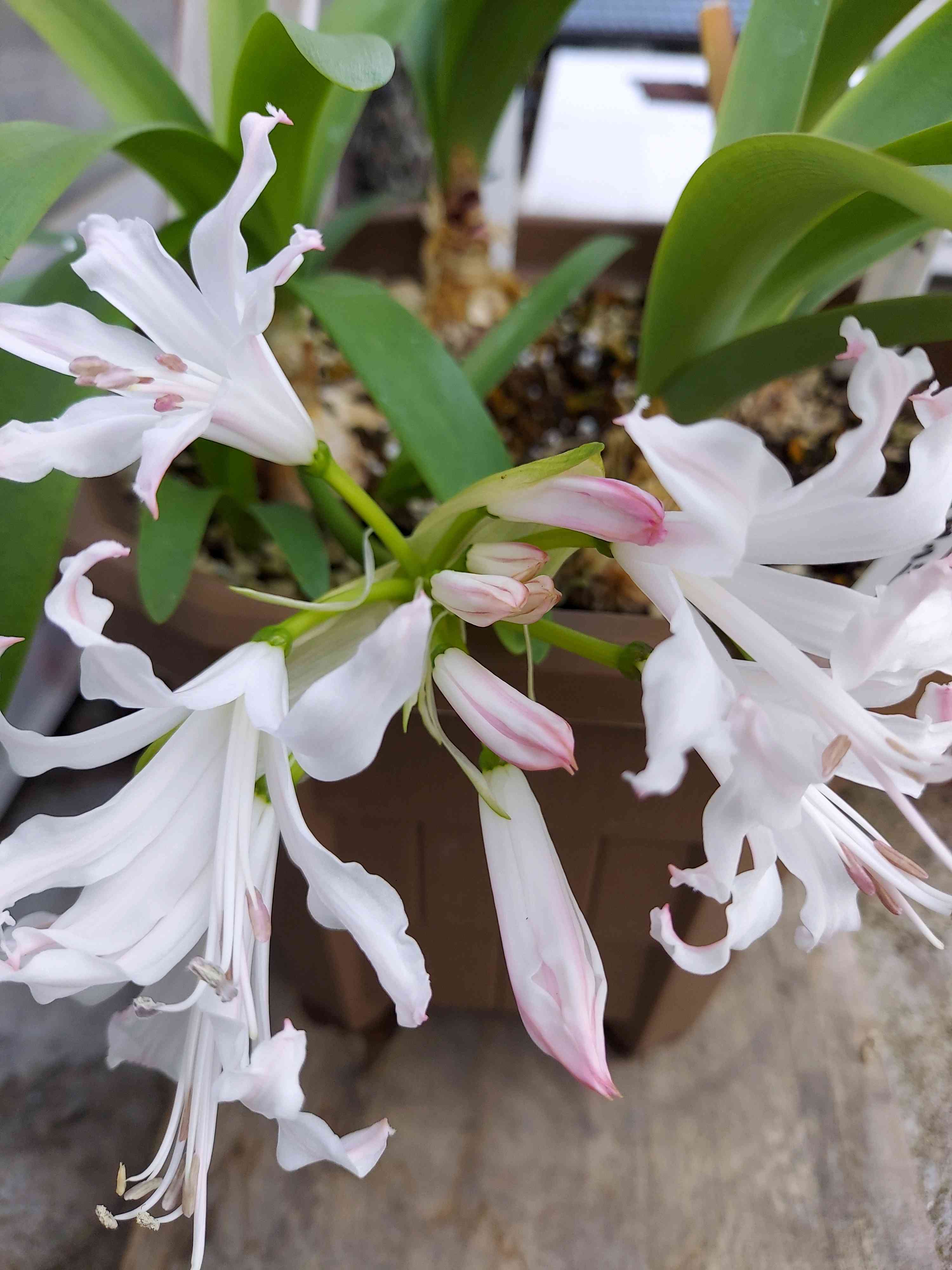 ダイヤモンドリリー｜🍀GreenSnap（グリーンスナップ）