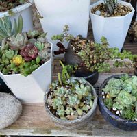 多肉植物 寄せ植え,多肉植物いろいろ,多肉植物,かわいい,鉢植えの画像