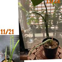 フィロデンドロン クリオーサム,フィロデンドロン クリオーサム,家族,癒やし,観葉植物のある暮らしの画像