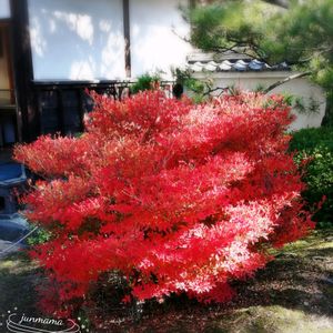 日本庭園,姫路城,好古園,通院帰りの画像