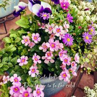 アリッサム,バコパ,ブラキカム,寄せ植え,かわいいの画像