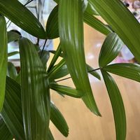 カンノンチク,ヤシ,緑のある暮らし,ヤシ科,わが家の観葉植物❢の画像