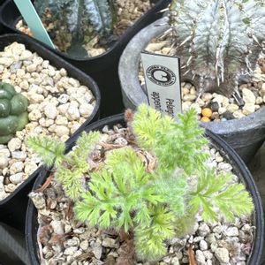 ペラルゴニウム・アッペンディクラツム,かわいい,塊根植物,ペラルゴニウム属,みどりのある暮らしの画像