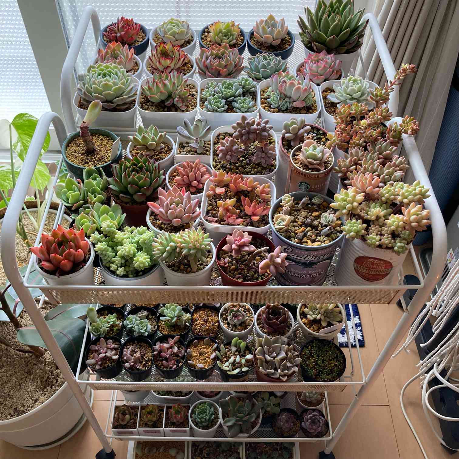 多肉植物 冬の室内管理方法(LEDライト)｜🍀GreenSnap（グリーンスナップ）