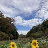 ヒマワリ,可愛い,ミドリ,青い空,素敵の画像