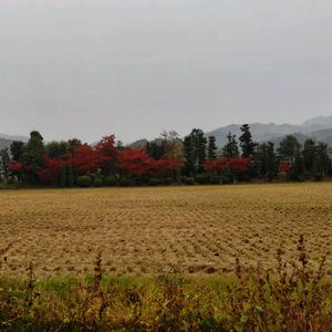 庭園,紅葉（こうよう）,田園風景,おでかけ先の画像