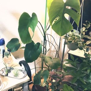 モンステラ,観葉植物,新芽,インテリアグリーン,ジャングル化の画像