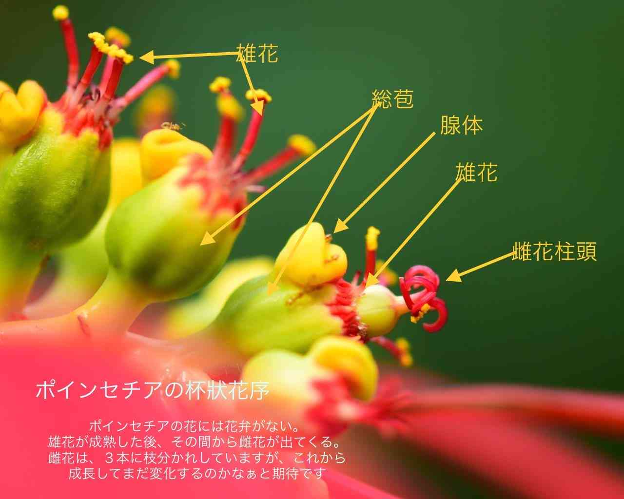 咲くやこの花館に咲く「ユーホルビア・プルケリマ」野生種の