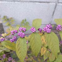 コムラサキ,小紫,今日のお花,お出かけ先の画像