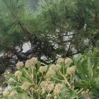 ヤツデの画像