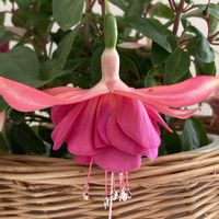 フクシア,きれい,可愛い,癒し,ピンクの花の画像