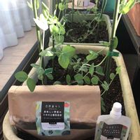 スナップエンドウ,絹さや,プランター野菜,楽しい家庭菜園,ベランダ栽培の画像