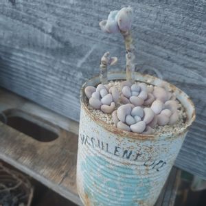 だるま秀麗,多肉植物,紅葉する多肉,多肉植物寄せ植え,多肉大好きの画像