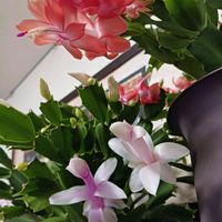 サボテン,デンマークカクタス,デンマークカクタス,多肉植物,サボテンの花の画像