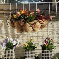 カルーナ,コクリュウ,寄せ植え,ビオラ・パンジー,私の庭の画像