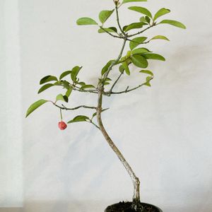 まゆみ,盆栽,自由盆栽,棚の画像