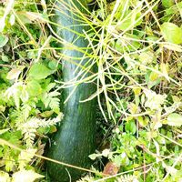 つる首カボチャ,庭の花木,農産物直売所,庭木・花木,家庭菜園の画像