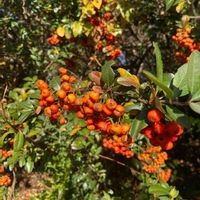 ピラカンサの画像