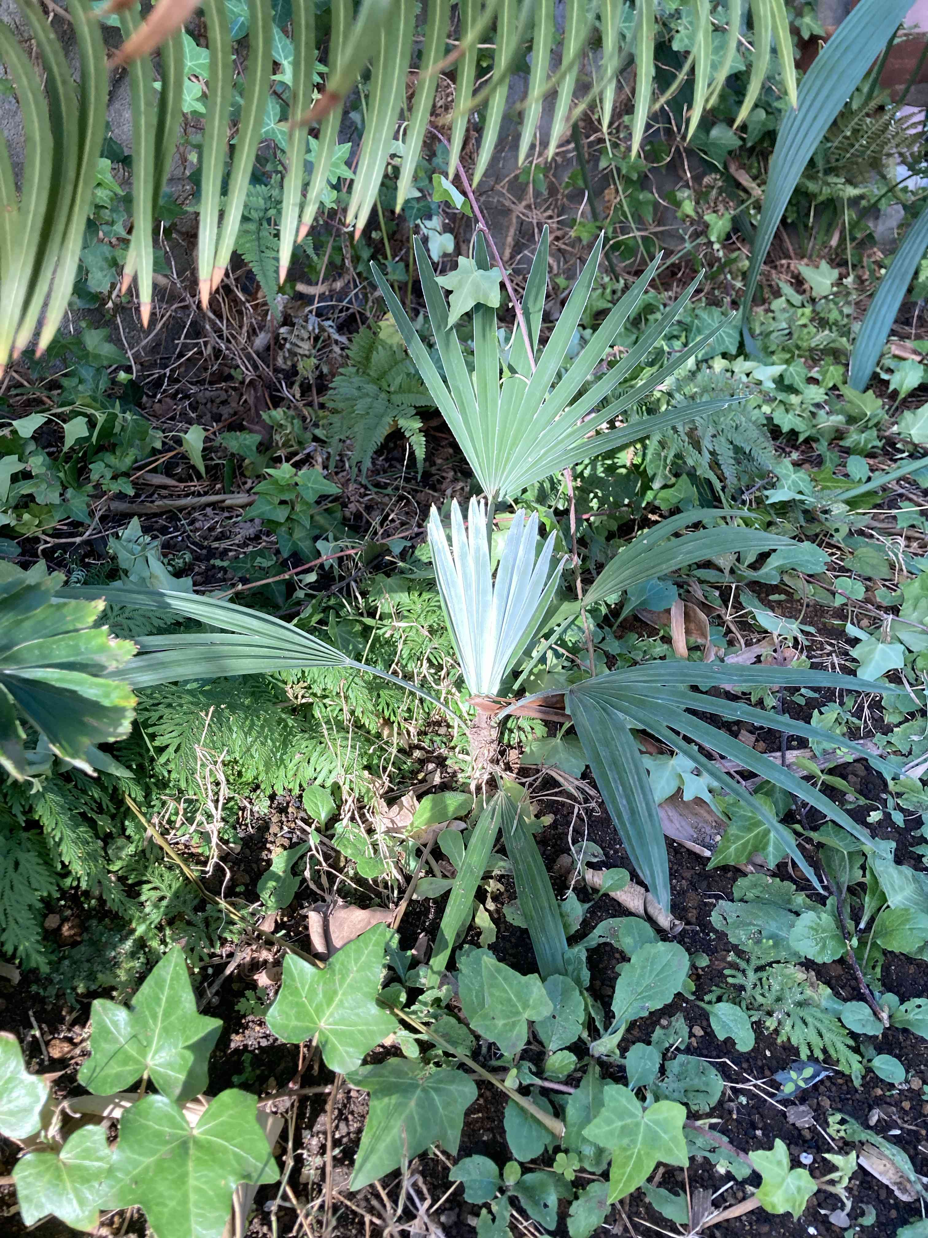 ソテツ　サイカス　パンジファエンシス　実生 ソテツ サイカス パンジファエンシス 実生