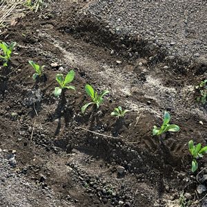 ハーブ,ハーブティー,育ってます！,家庭菜園,畑の画像