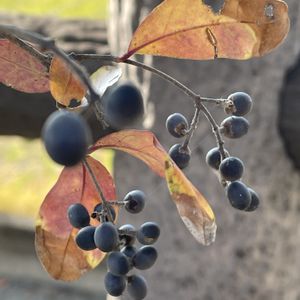イボタノキ,イボタノキの実,ライラックの新芽？,黒い実,接ぎ木の画像