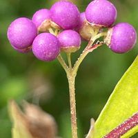 コムラサキ,花壇,ガーデニング,庭木,山野草の画像