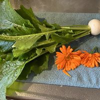 ハーブ,収穫,自家製野菜,キッチン,家庭菜園の画像