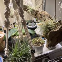 チランジア,チランジア　イオナンタ,チランジア フクシー,ティランジア　カプトメドゥサ,多肉植物の画像