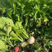 水菜,無農薬,タネから,無化学肥料,無肥料栽培の画像