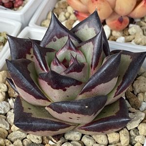 多肉植物いろいろ,黒檀エボニー,ブラックエボニー 黒檀,多肉植物,観葉植物の画像