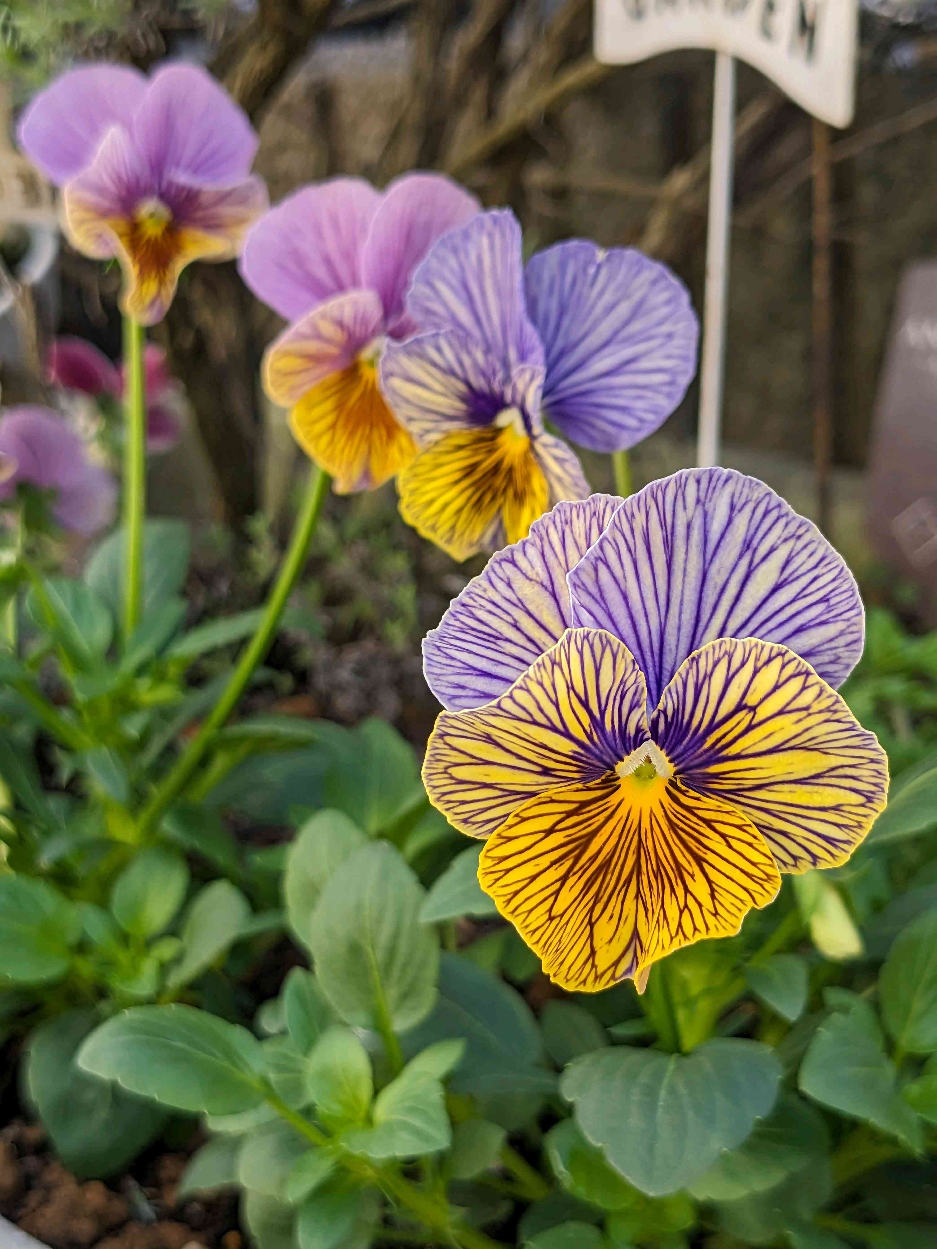 可愛らしいの投稿画像 by ウーゲデールさん｜美しいと玄関アプローチと