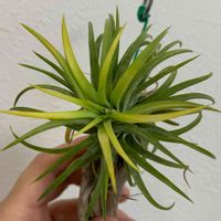 チランジア,イオナンタ,イオナンタ,イオナンタ 白花,イオナンタ白花の画像