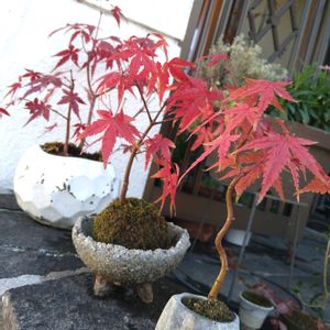 苔玉,実生,ミニ盆栽,苔(こけ),紅葉・黄葉の画像
