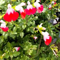 チェリーセ―ジ,ガーデニング,花のある暮らし,無農薬❤家庭菜園,家庭果樹の画像