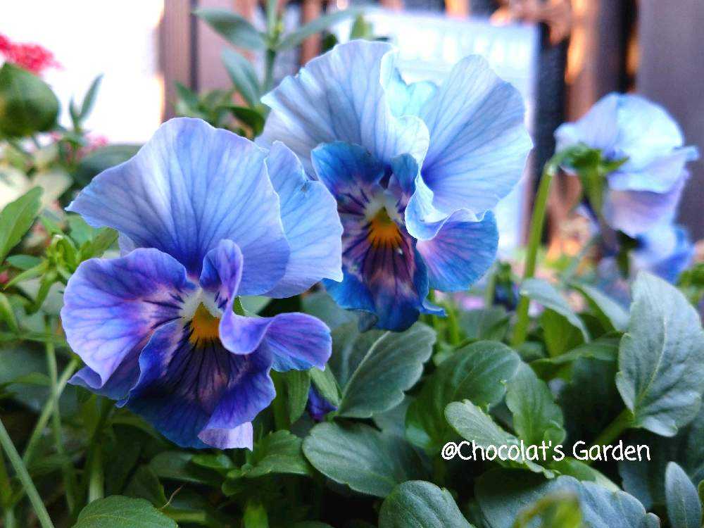 Chocolat's Garden パンビオ 2023-2024①｜🍀GreenSnap