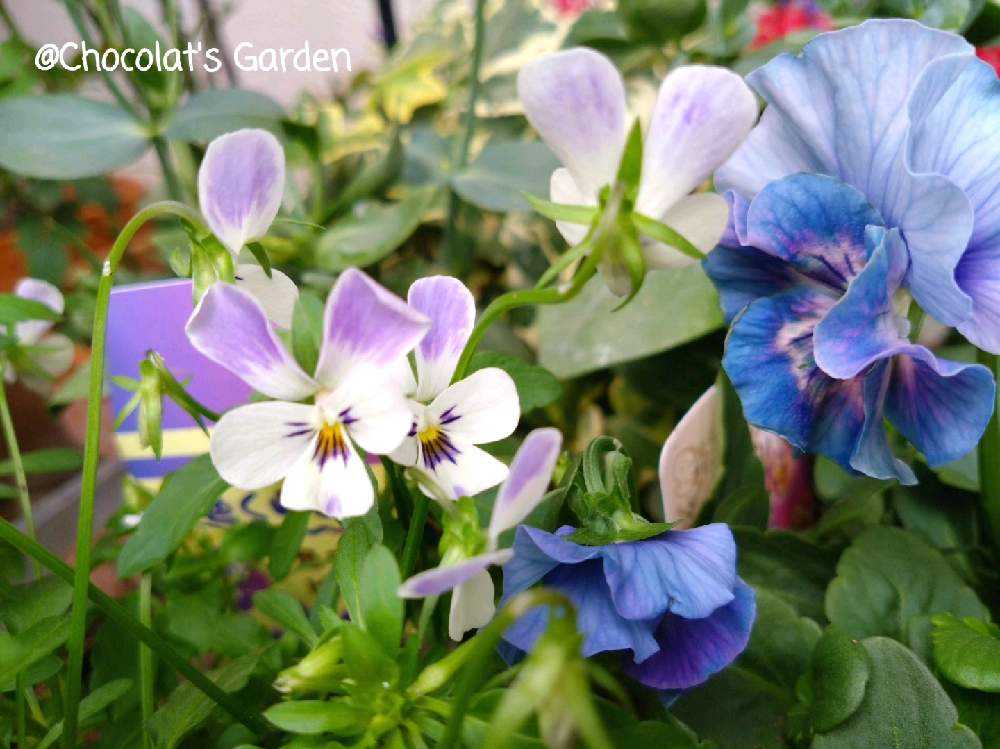 Chocolat's Garden パンビオ 2023-2024①｜🍀GreenSnap