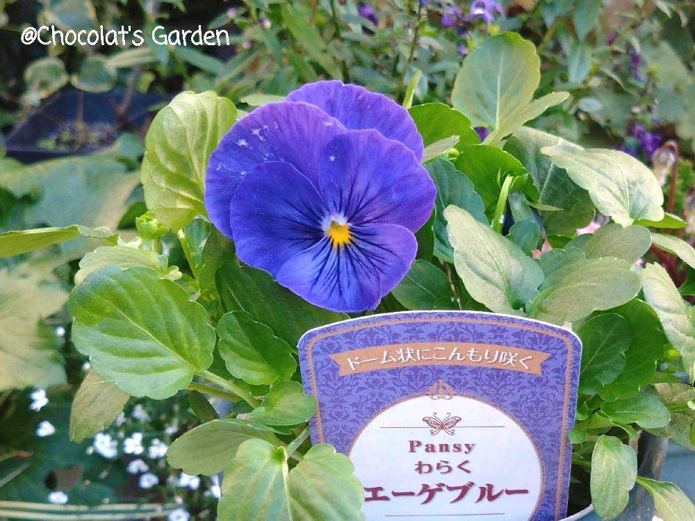 ビオラ　シェルブリエ　苗 楽天市場】シエルブリエ 苗の通販