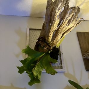 ビカクシダ ワリチー ワイルド,観葉植物,植物,板付け,植物のある暮らしの画像