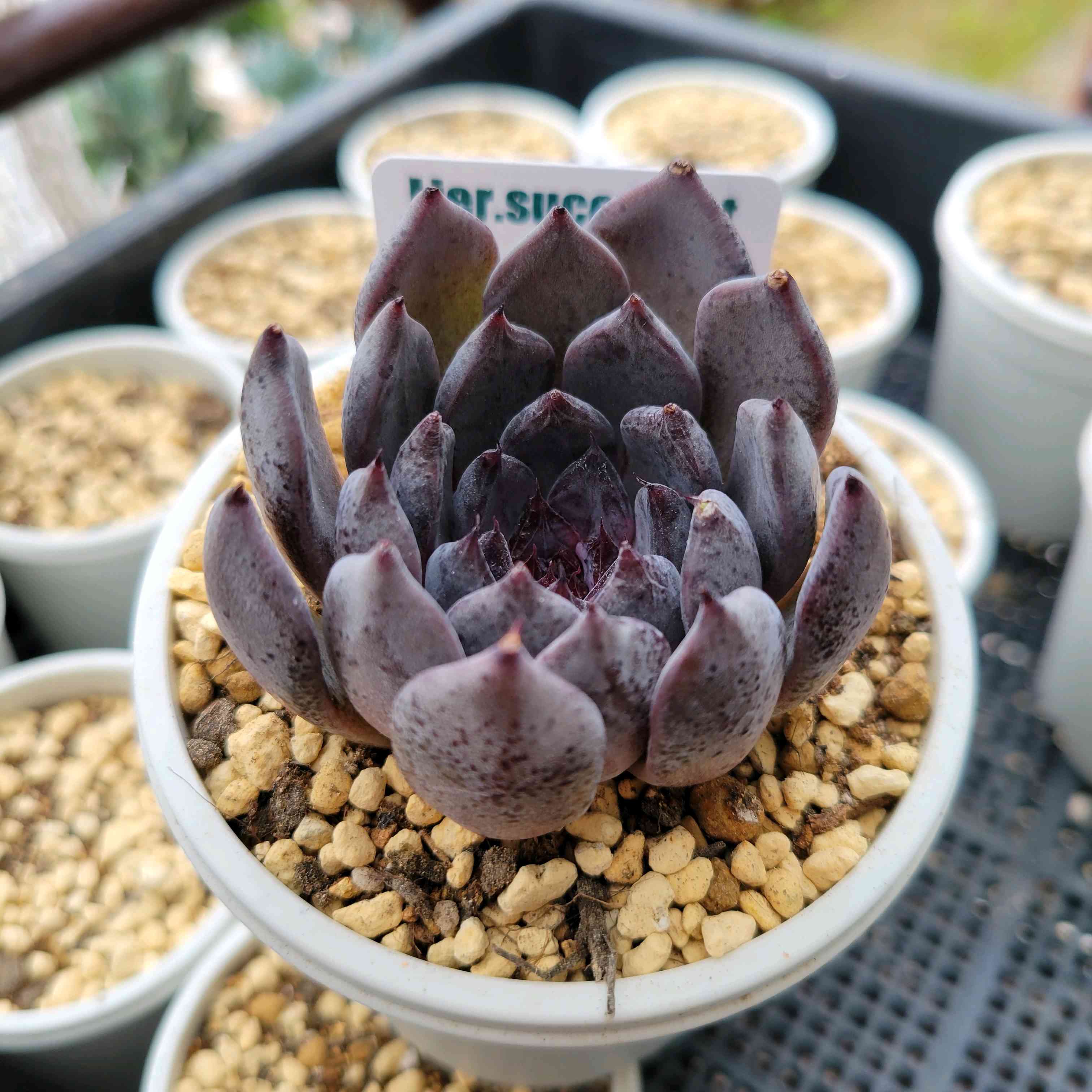 ブラックパール｜🍀GreenSnap（グリーンスナップ）